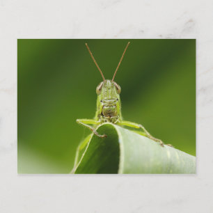 Grasshopper auf Leaf, Grasshopper-Gesicht Nah-up Postkarte