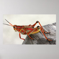 Grasshopper Bug Insect Artwork Photo Poster