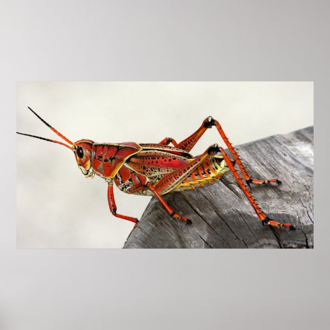 Grasshopper Bug Insect Artwork Photo Poster (Vorne)