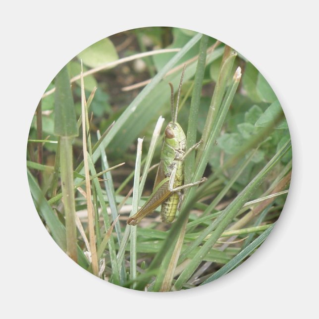 Grasshopper Camouflage Magnet (Vorne)