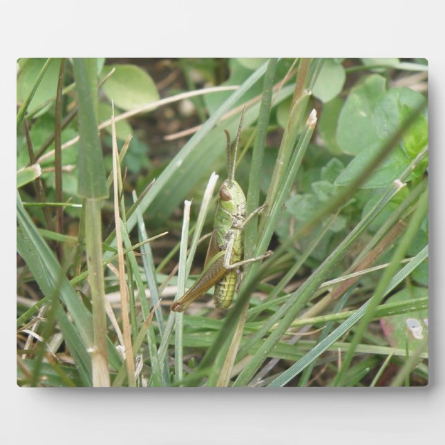 Grasshopper Camouflage Plaque Fotoplatte (Vorderseite)