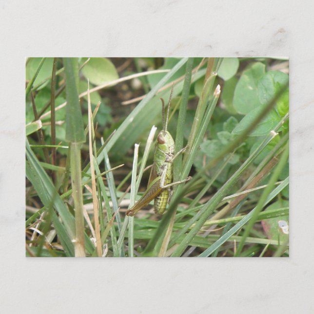 Grasshopper Camouflage Postkarte (Vorderseite)