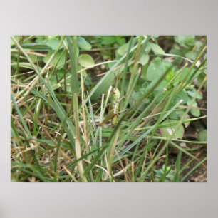 Grasshopper Camouflage Print Poster