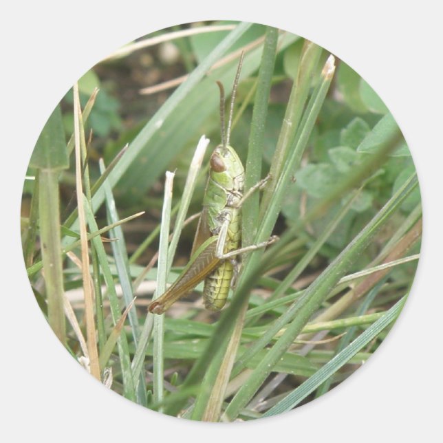 Grasshopper Camouflage Stickers (Vorderseite)