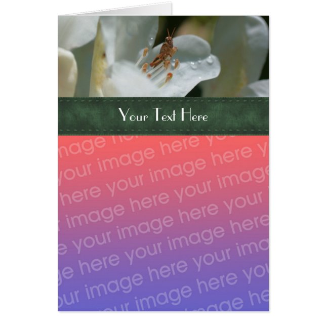 Grasshopper Et Carte photo Floral Azalea (Devant)