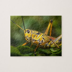 Grasshopper, Everglades National Park, Florida,