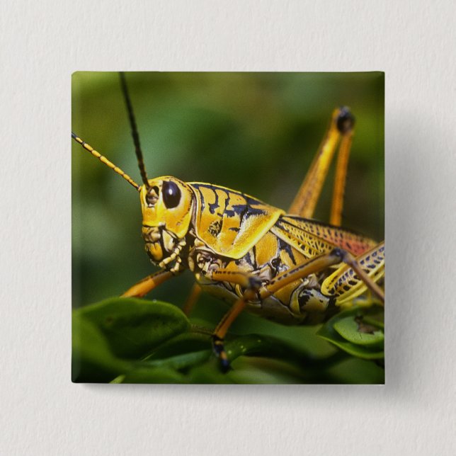 Grasshopper, Everglades National Park, Florida, Button (Vorderseite)