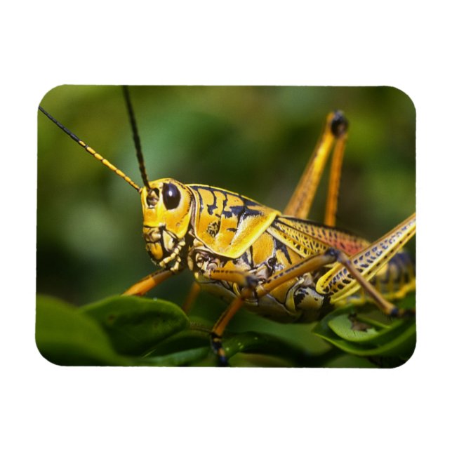 Grasshopper, Everglades National Park, Florida, Magnet (Horizontal)