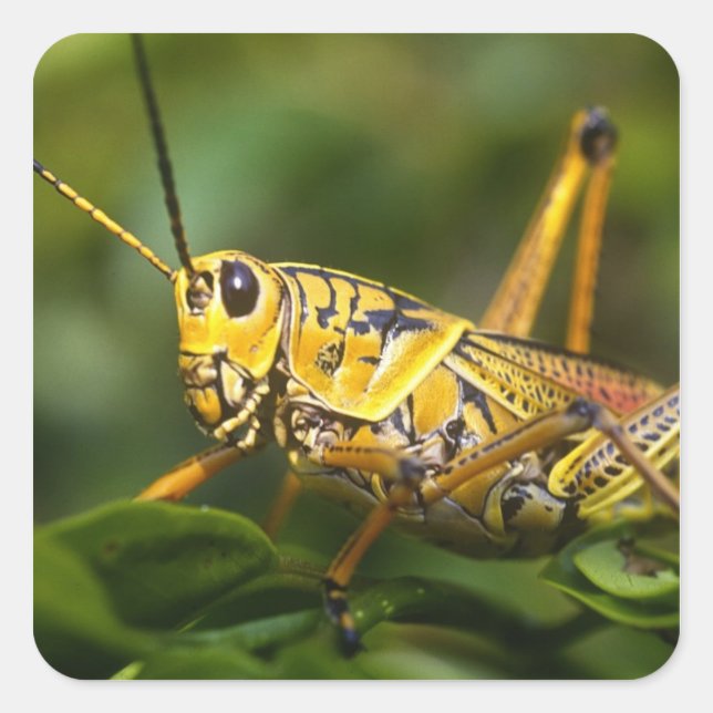 Grasshopper, Everglades National Park, Florida, Quadratischer Aufkleber (Vorderseite)