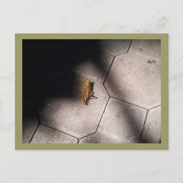 Grasshopper im Spotlight Postkarte (Vorderseite)