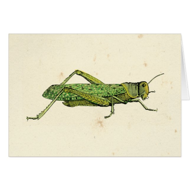 Grasshopper in der Printwerbung (Vorderseite (Horizontal))