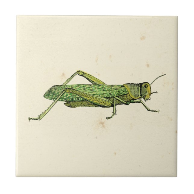 Grasshopper in der Printwerbung Fliese (Vorderseite)