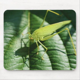 Grasshopper, Insekt, Käfer, Insekt Mousepad
