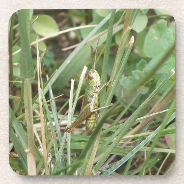 Grasshopper Macro Cork Untersetzer (Vorderseite)
