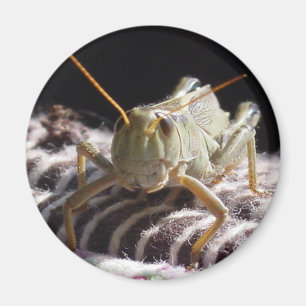 Grasshopper Magnet