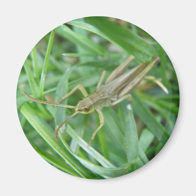 Grasshopper Magnet (Vorne)