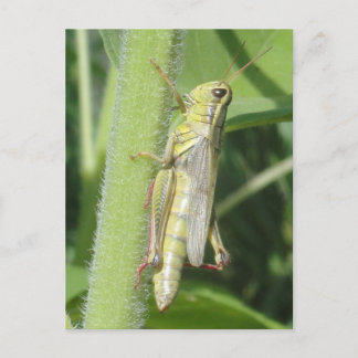 Grasshopper Nah Postkarte