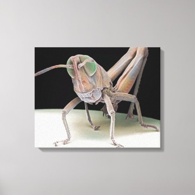 Grasshopper nymph leinwanddruck (Vorderseite)