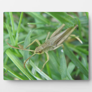 Grasshopper Plaque Fotoplatte