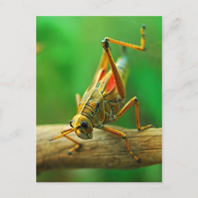 Grasshopper Postkarte (Vorderseite)