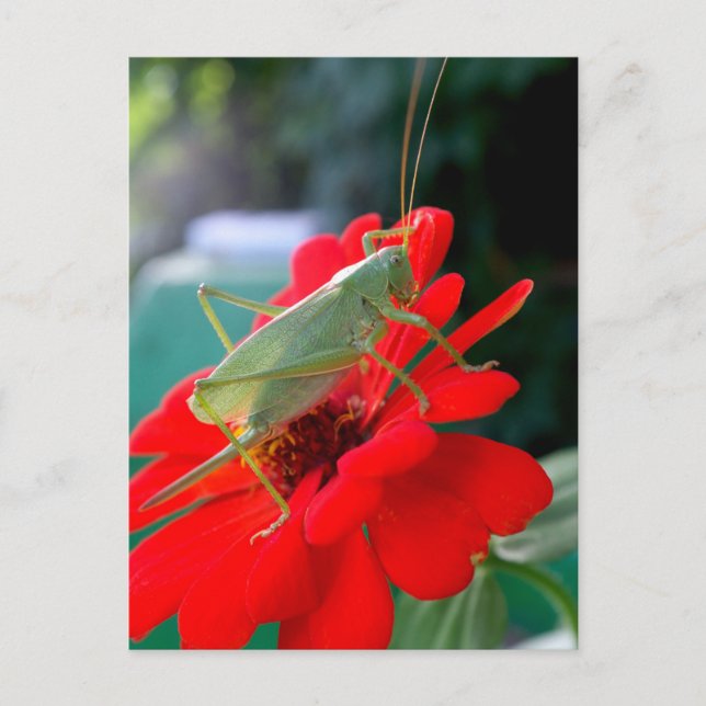 Grasshopper Postkarte (Vorderseite)