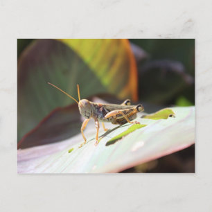 Grasshopper Postkarte