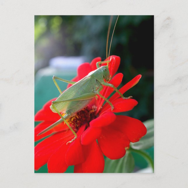 Grasshopper Postkarte (Vorderseite)