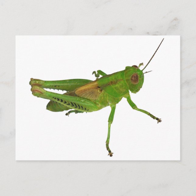 Grasshopper Postkarte (Vorderseite)