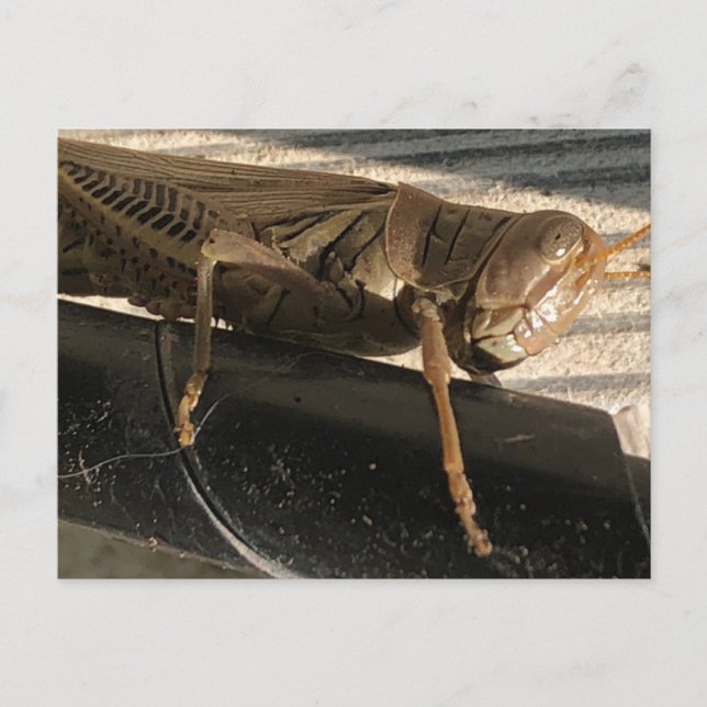 Grasshopper Postkarte (Vorderseite)