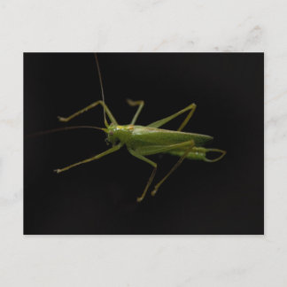 Grasshopper Postkarte