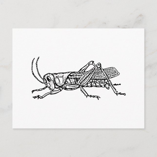 Grasshopper Postkarte (Vorderseite)