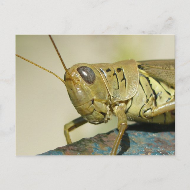 Grasshopper Postkarte. Postkarte (Vorderseite)
