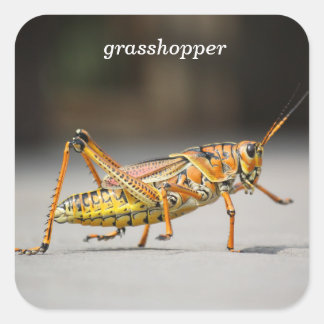 Grasshopper Quadratischer Aufkleber