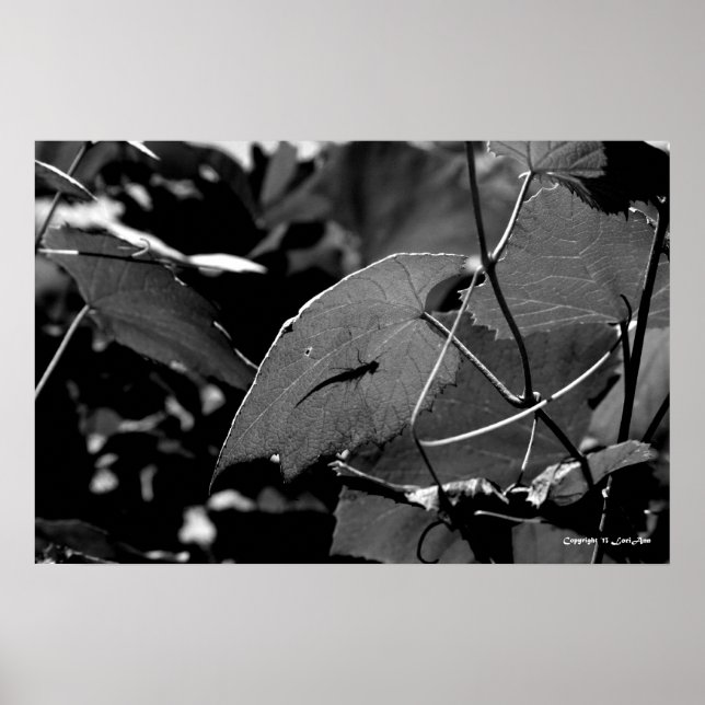 Grasshopper Shadow Poster (Vorne)