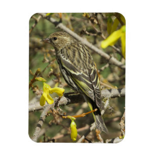 Grasshopper-Sparrow im Sonnenschein Magnet