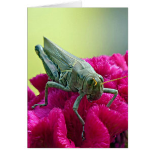 Grasshopper sur Cockscomb