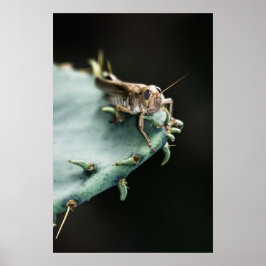 Grasshopper zum Kaktus Poster