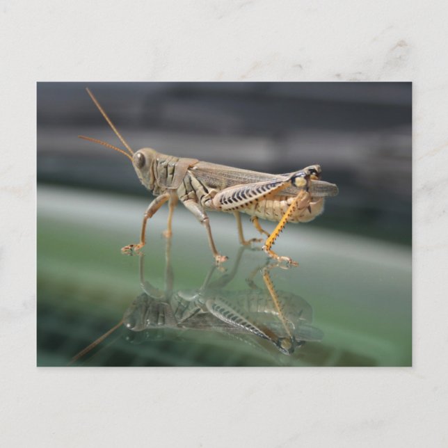Grasshoppere Reflektionen Postkarte (Vorderseite)
