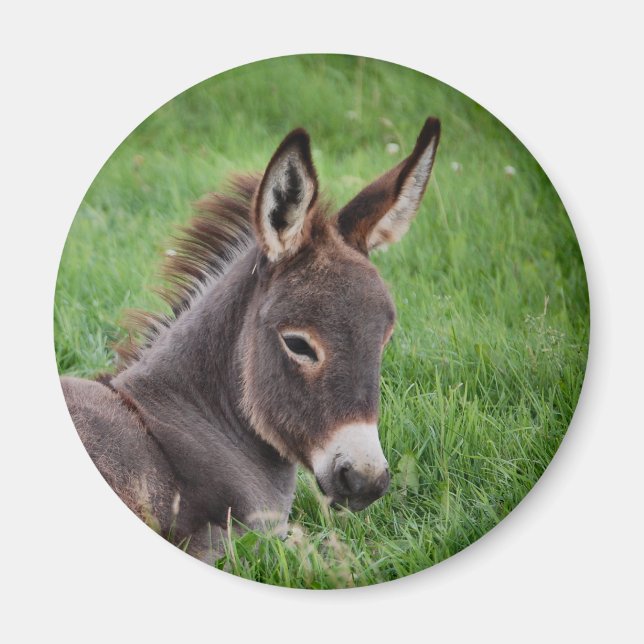 Grasspinne Magnet (Vorne)