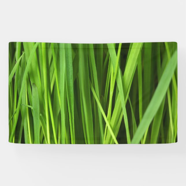 Grasstrahlen Banner (Horizontal)