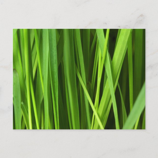 Grasstrahlen Postkarte (Vorderseite)
