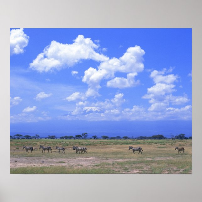 grasy Schlicht Poster (Vorne)