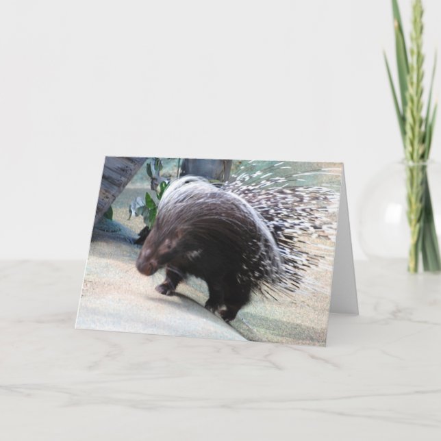 Gratiskarte Porcupine Karte (Vorderseite)