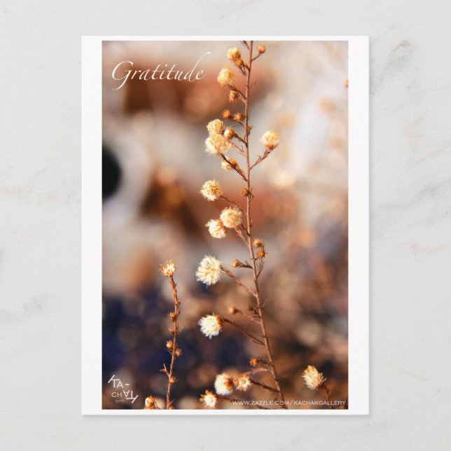 GRATITUDE POSTKARTE (Vorderseite)