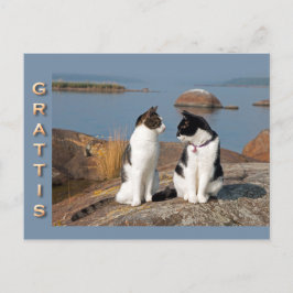 Grattiskort för katter CC0552 Postkarte