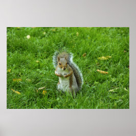 Grau Eichhörnchen, Bute Park, Cardiff Poster
