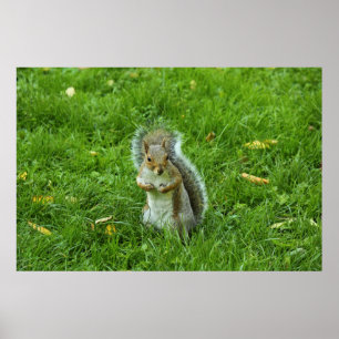 Grau Eichhörnchen, Bute Park, Cardiff Poster