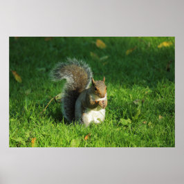 Grau Eichhörnchen, Bute Park, Cardiff Poster