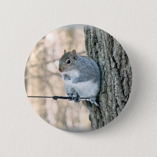 Grau-Eichhörnchen - Sciurus carolinensis Button (Vorderseite)