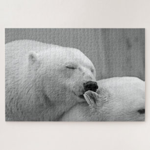 Grau-Eisbären-Foto